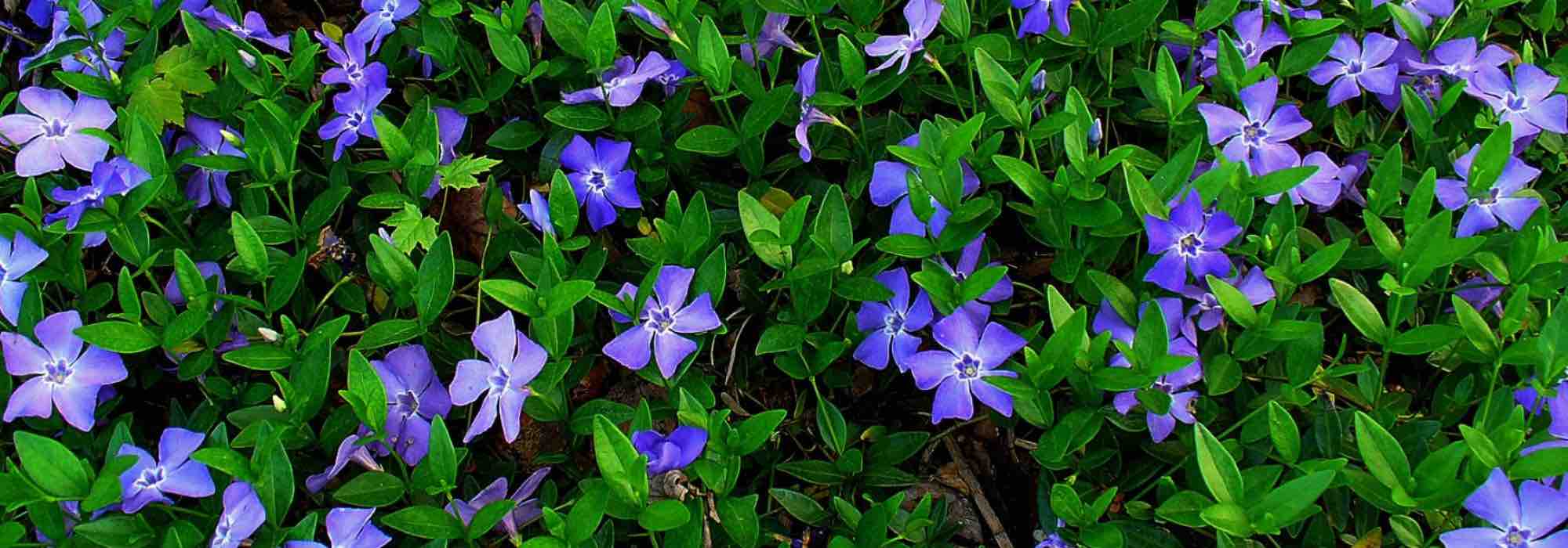 Elegir las pervincas