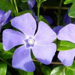 Cultivar una pervinca en maceta