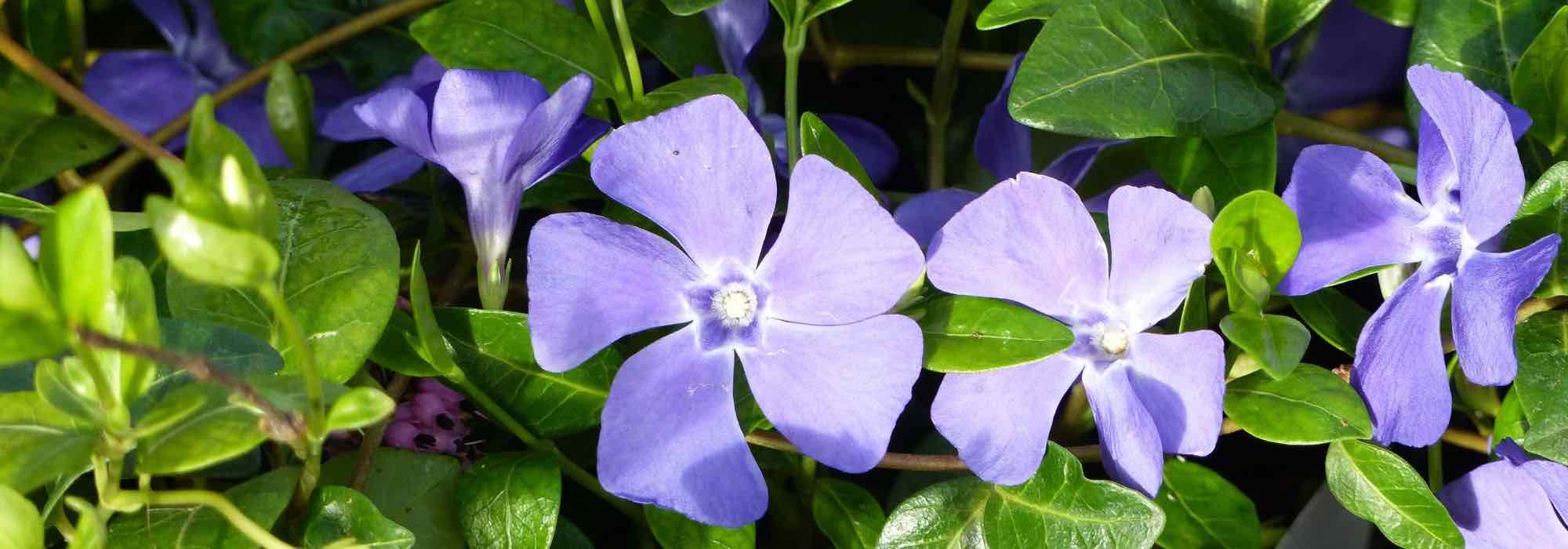 Cultivar una pervinca en maceta