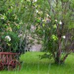 Fuertes precipitaciones: nuestros consejos para proteger el jardín