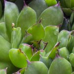 ¿Cómo elegir una Siempreviva?