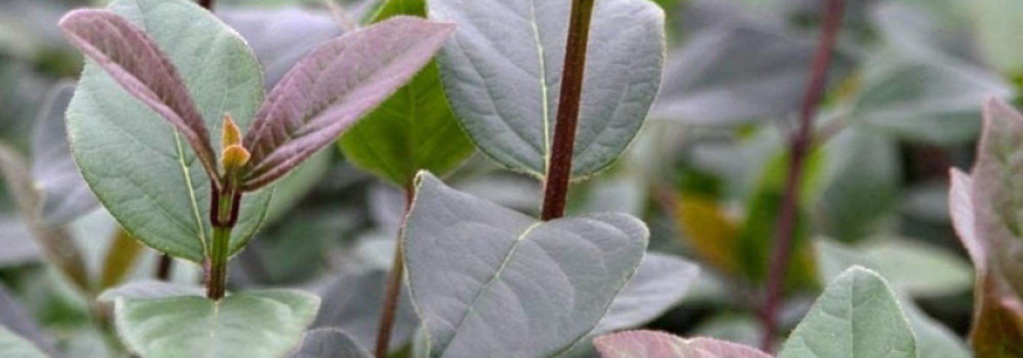 6 viburnos de follaje perenne