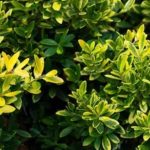 Acebes para seto bajo