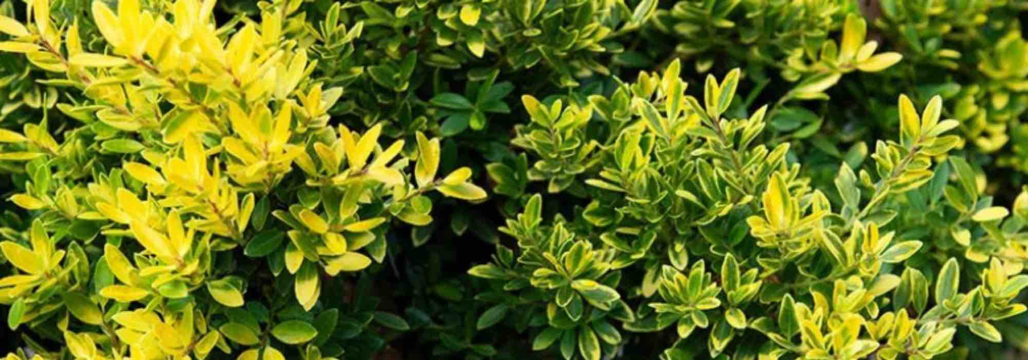 Acebes para seto bajo