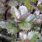 Cultivar un acebo en maceta