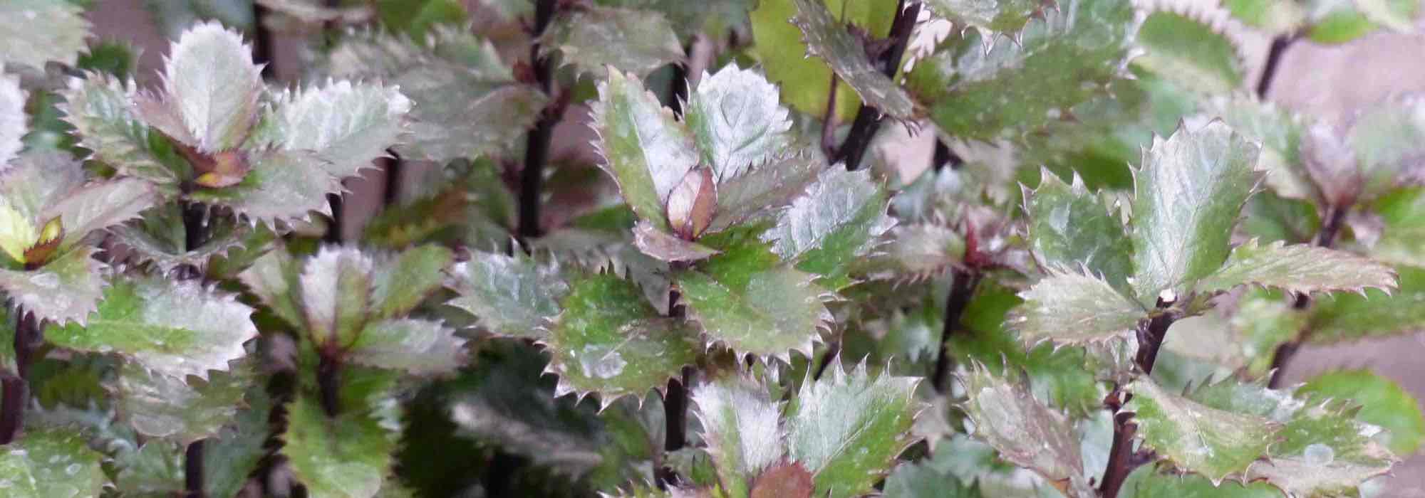 Cultivar un acebo en maceta