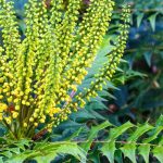 Elegir una mahonia