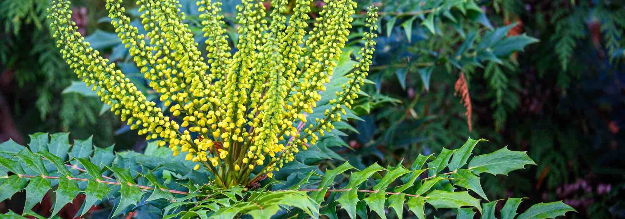 Elegir una mahonia