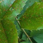 Enfermedades y parásitos del mahonia