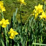 Narcisos botánicos: cómo elegirlos y combinarlos