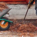 Las acículas de pino en 8 preguntas y respuestas