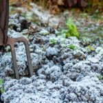 ¿Qué plantar en invierno?