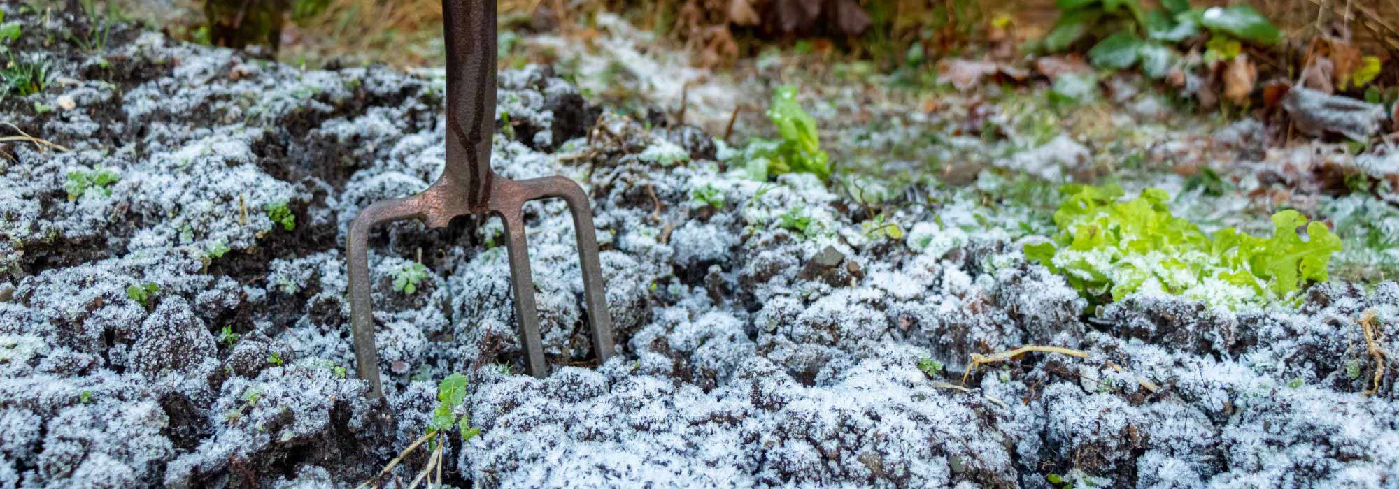 ¿Qué plantar en invierno?