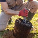 10 buenas razones para plantar un árbol