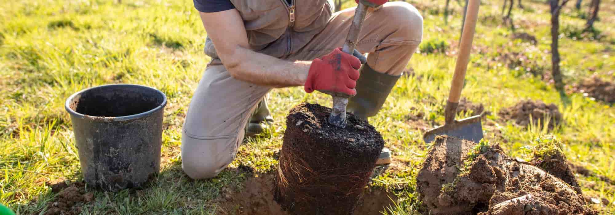 10 buenas razones para plantar un árbol