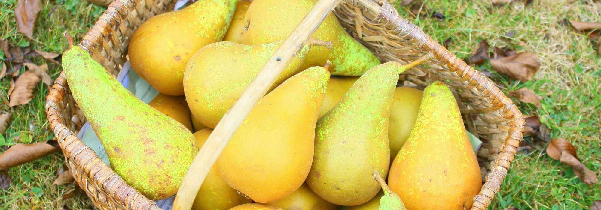 5 variedades de Peral tardías