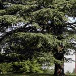 ¿Qué árboles elegir para un parque?