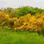 ¿Qué retamas plantar para una seto?