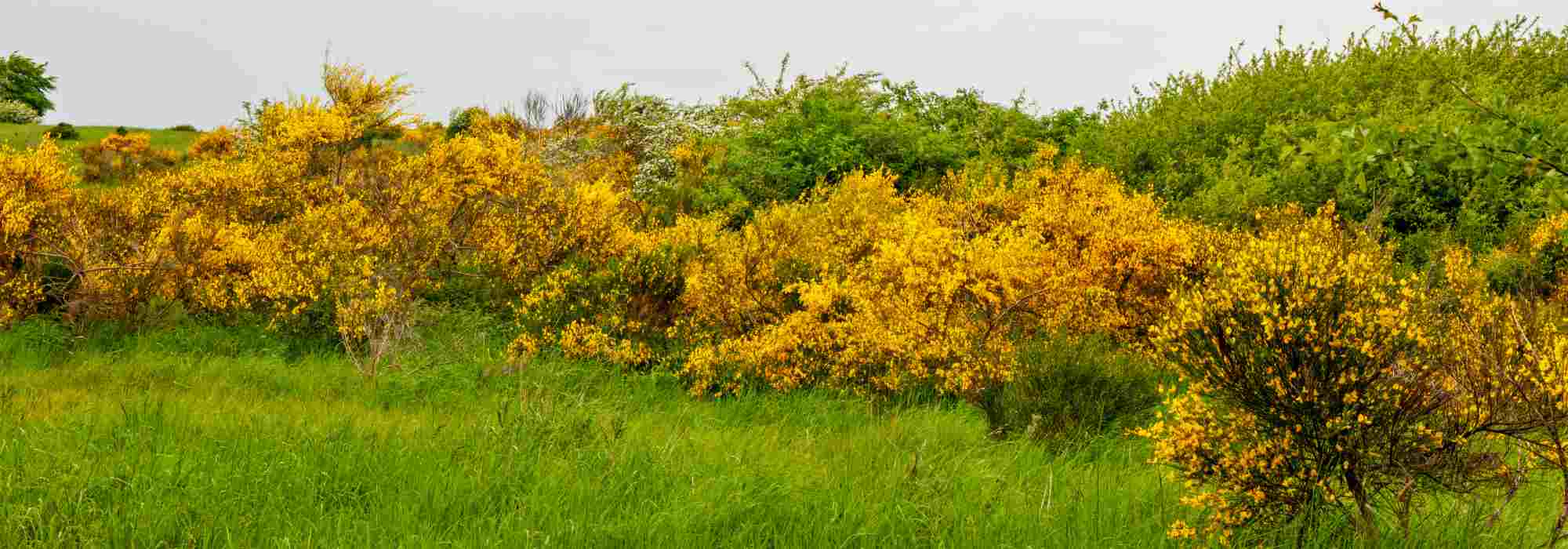 ¿Qué retamas plantar para una seto?