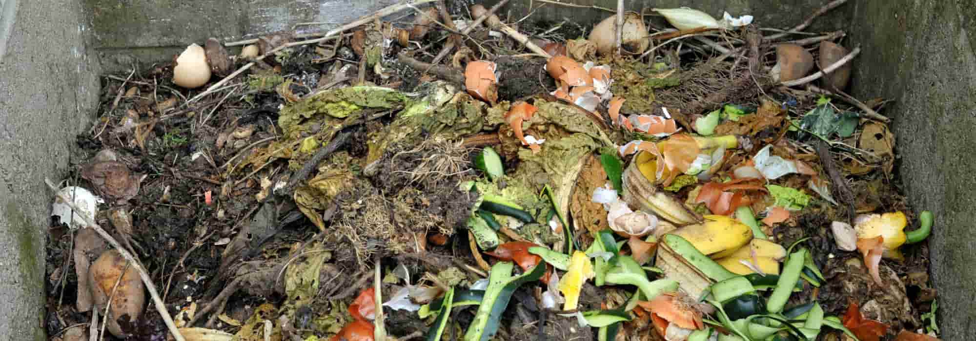 ¿El compost atrae a las ratas?