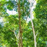 La poda de los árboles en espaldera