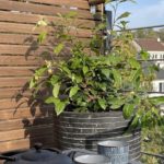 ¡Déjate seducir por la Planta de té Théojardin: la primera variedad para cultivar en el jardín!