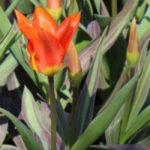 9 tulipanes de follaje variegado