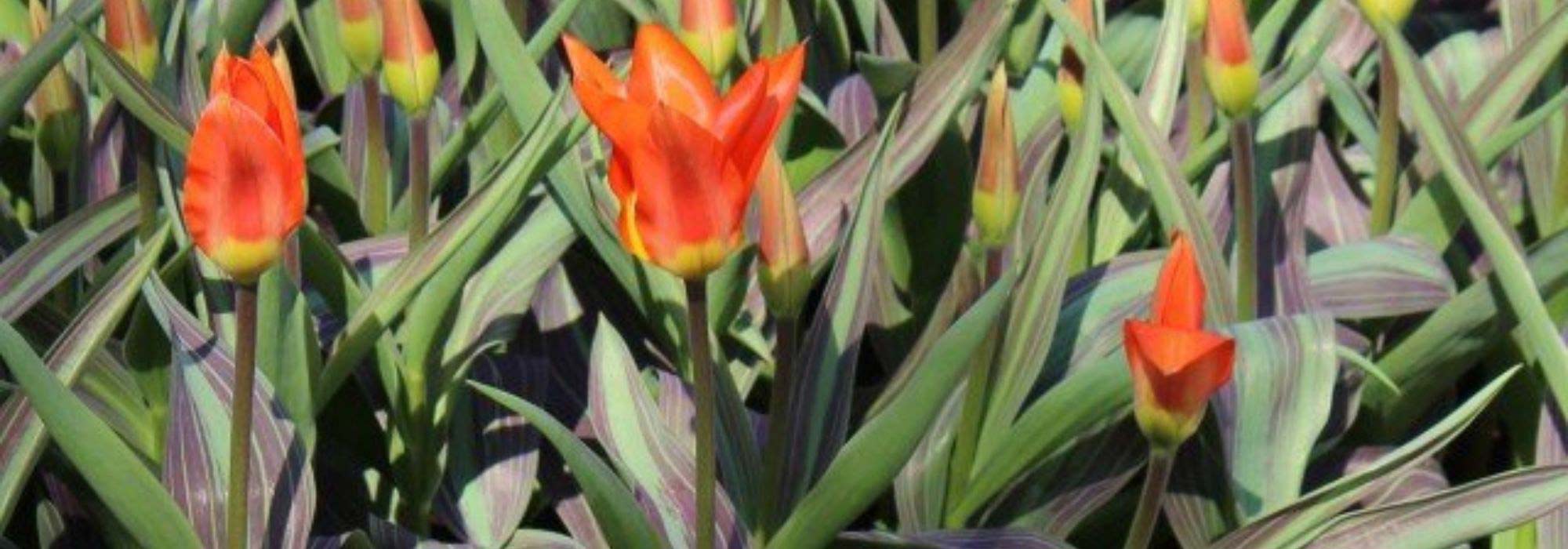 9 tulipanes de follaje variegado