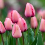 6 tulipanes de flores rosadas