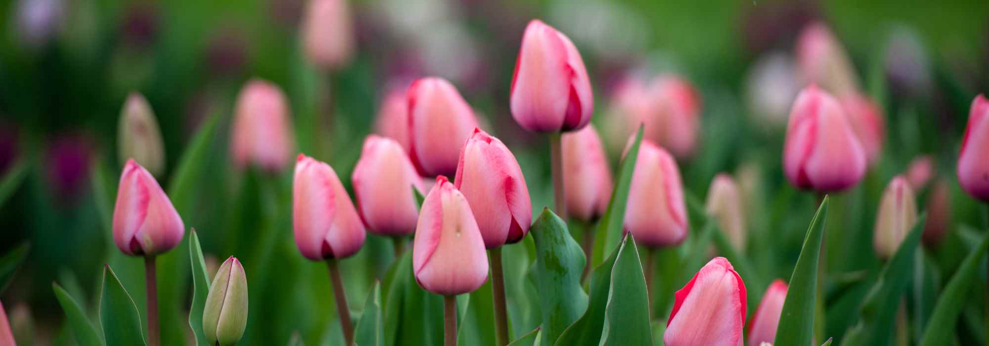 6 tulipanes de flores rosadas