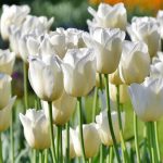 8 tulipanes de flores blancas