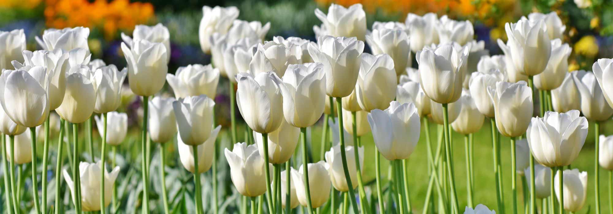 8 tulipanes de flores blancas