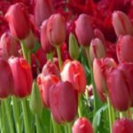 7 tulipanes de flores rojas