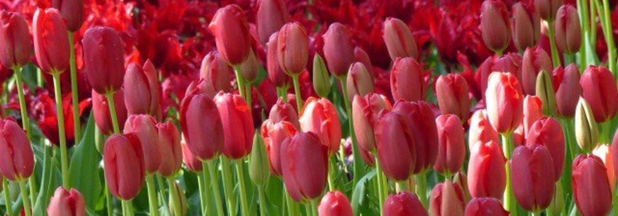 7 tulipanes de flores rojas
