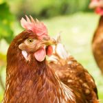La gallina: útil en el jardín y el huerto
