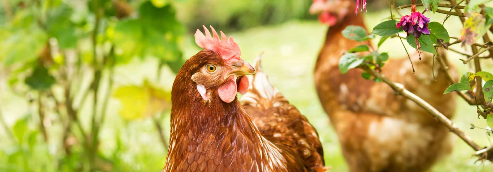 La gallina: útil en el jardín y el huerto