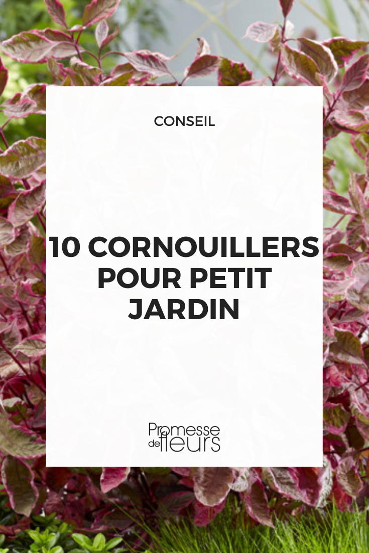 Cornus alba 'Milagro'