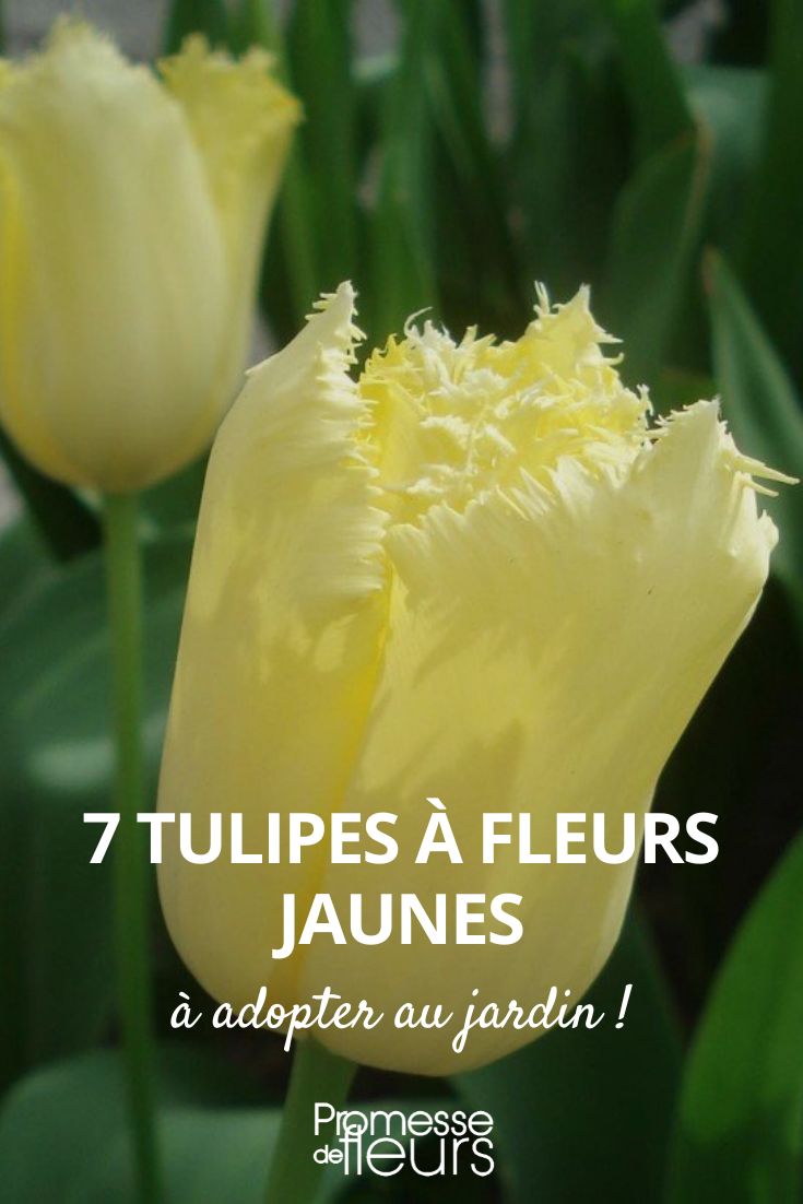 7 tulipanes de flores amarillas