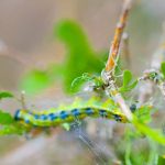 Bacillus thuringiensis: un insecticida natural