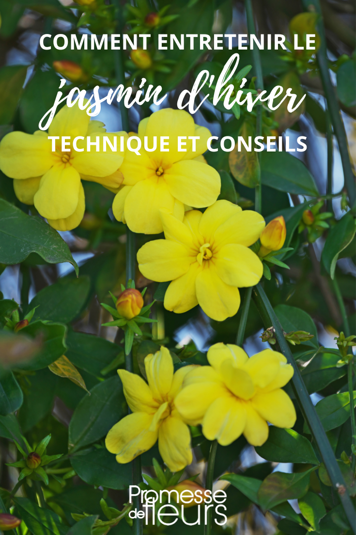 # Cuidados del Jasminum nudiflorum

## Riego y humedad
El Jasminum nudiflorum prefiere un suelo bien drenado y no tolera el exceso de agua. Riega moderadamente, aumentando la frecuencia durante los períodos de sequía, especialmente en verano. Evita los encharcamientos que podrían provocar pudrición de raíces.

## Exposición solar
Este jazmín de invierno prospera en:
- Pleno sol para una floración abundante
- Sombra parcial, aunque florecerá menos
- Protección contra vientos fuertes

## Poda
Realiza la poda después de la floración (generalmente en primavera):
1. Elimina las ramas muertas o dañadas
2. Recorta los tallos que hayan florecido para mantener la forma
3. Puedes podar drásticamente cada 3-4 años para rejuvenecer la planta

## Abonado
Aplica un fertilizante equilibrado al inicio de la primavera. Un compost bien descompuesto o un abono orgánico son excelentes opciones para estimular el crecimiento y la floración.

## Resistencia al frío
El Jasminum nudiflorum es muy resistente al frío (hasta -15°C), lo que lo hace ideal para jardines en zonas con inviernos rigurosos.

## Multiplicación
Se reproduce fácilmente por:
- Esquejes semileñosos en verano
- Acodo aéreo
- División de mata en otoño

## Plagas y enfermedades
Vigila especialmente:
- Pulgones (trata con jabón potásico)
- Cochinillas
- Exceso de humedad que puede causar hongos

Con estos cuidados básicos, tu Jasminum nudiflorum te regalará cada invierno sus alegres flores amarillas, incluso cuando el jardín parece dormido.