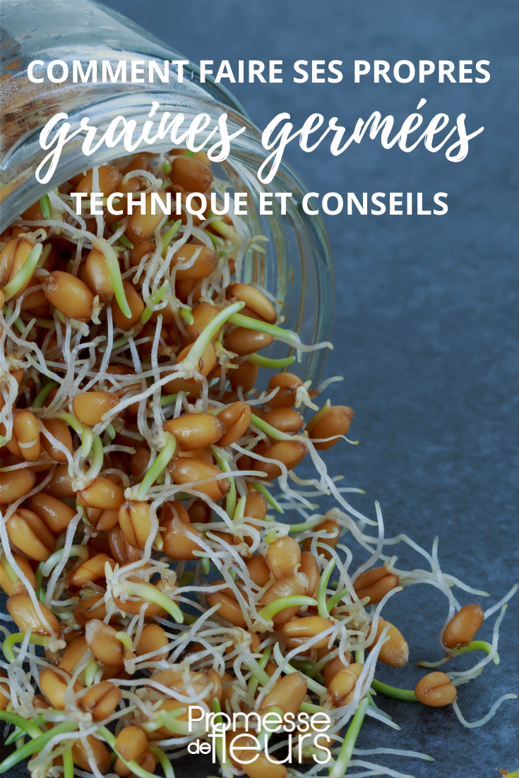 tutorial de germinados caseros