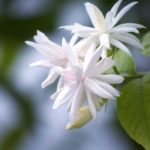 ¿Cómo invernar el jazmín?