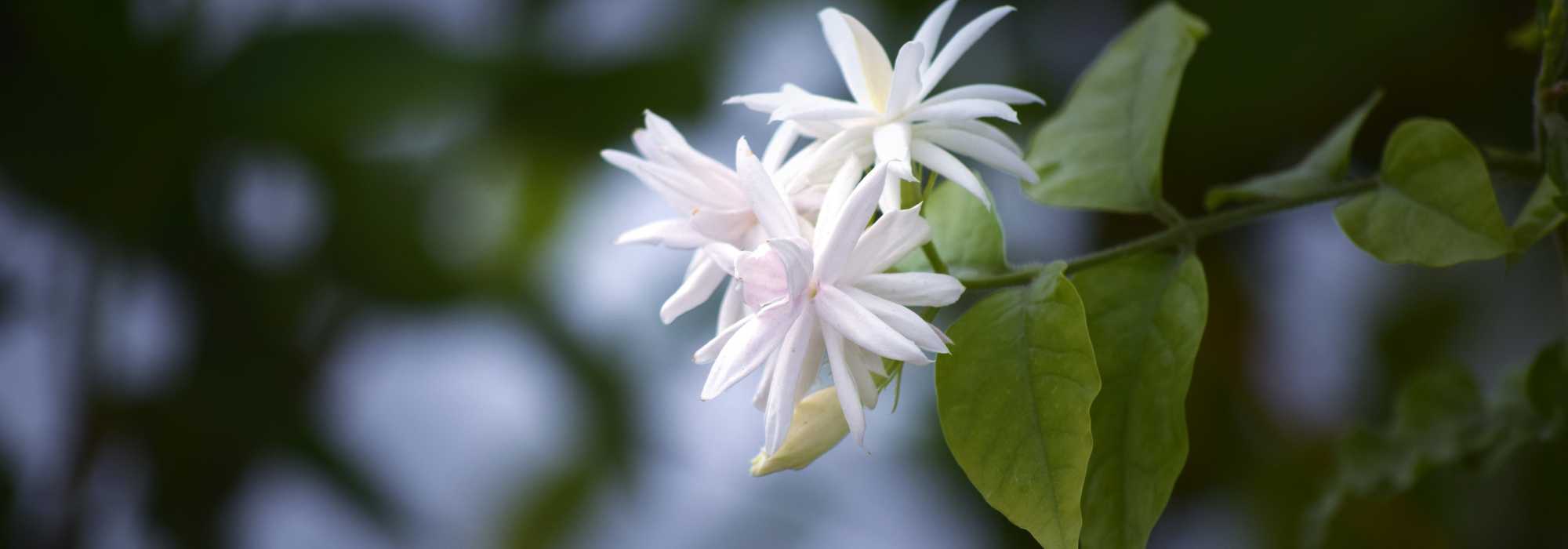 ¿Cómo invernar el jazmín?