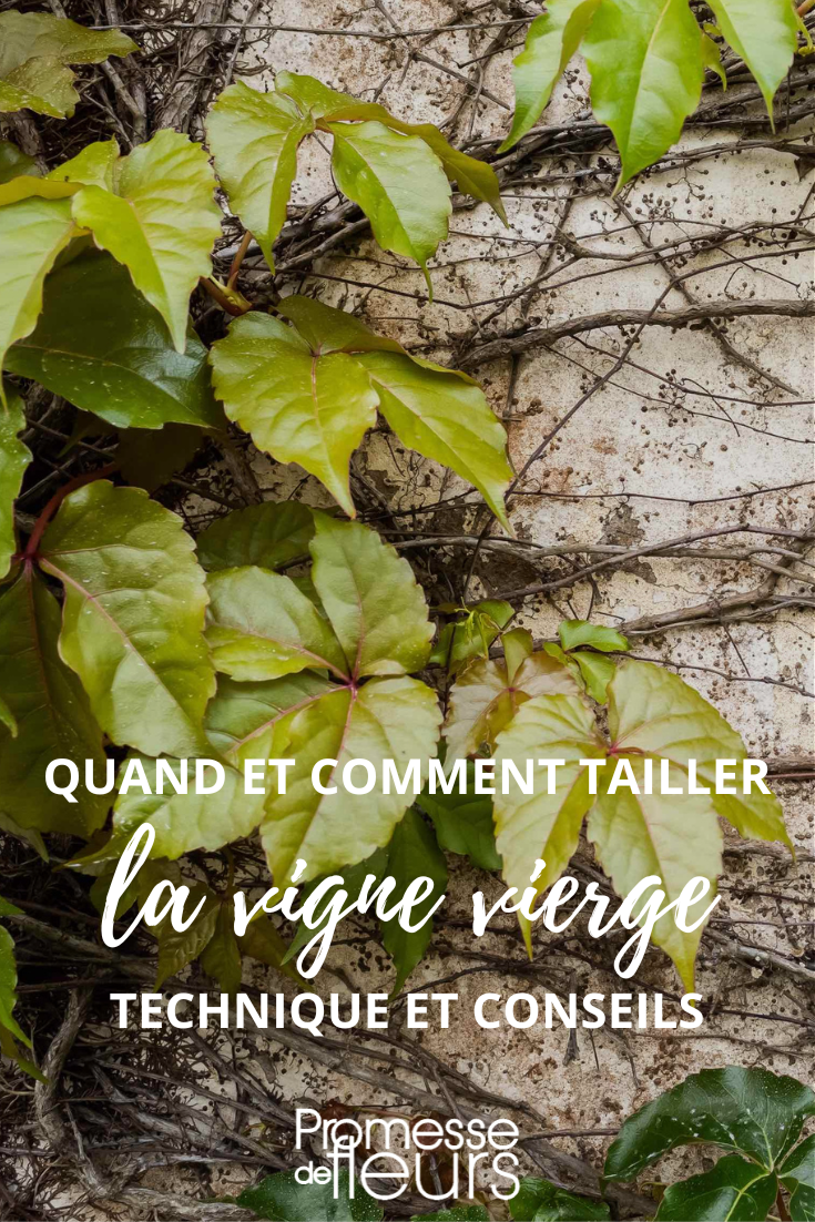 Parthenocissus (traducción al español: "Partenociso" o "Parra virgen")