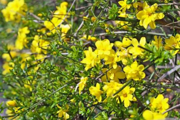 ¿Cómo cuidar el jazmín amarillo?