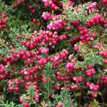 Gaulteria: plantar, cultivar y cuidar