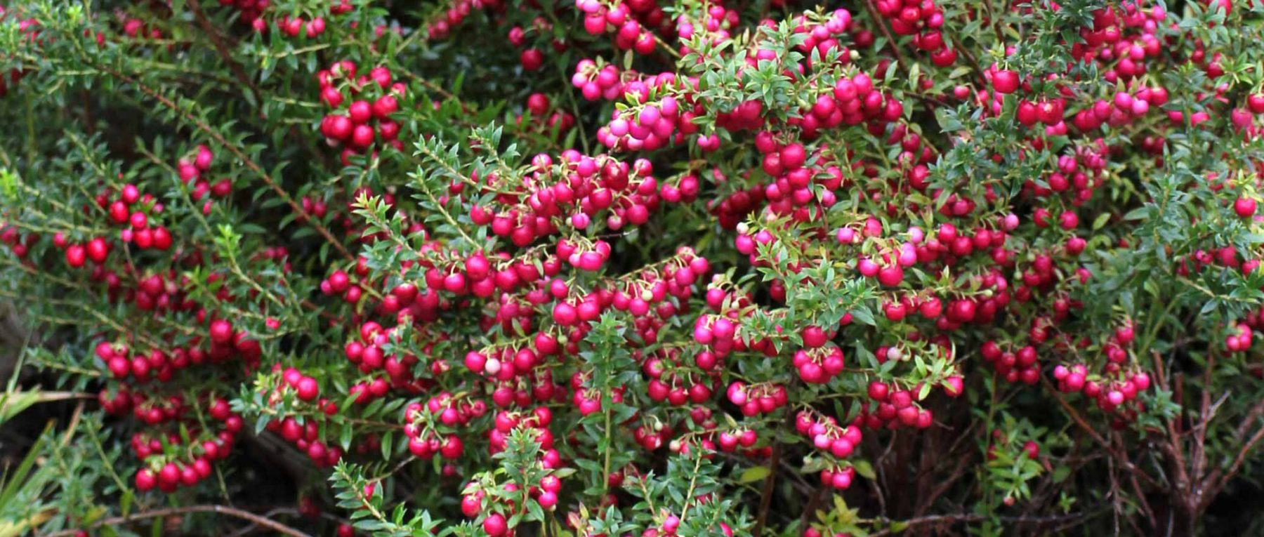 Gaulteria: plantar, cultivar y cuidar