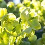 Los heléboros botánicos