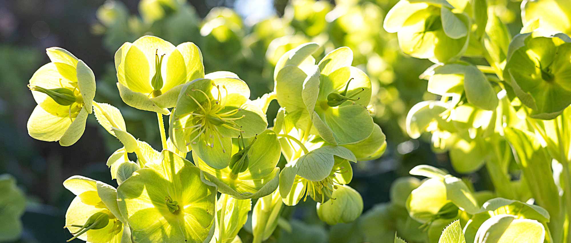 Los heléboros botánicos