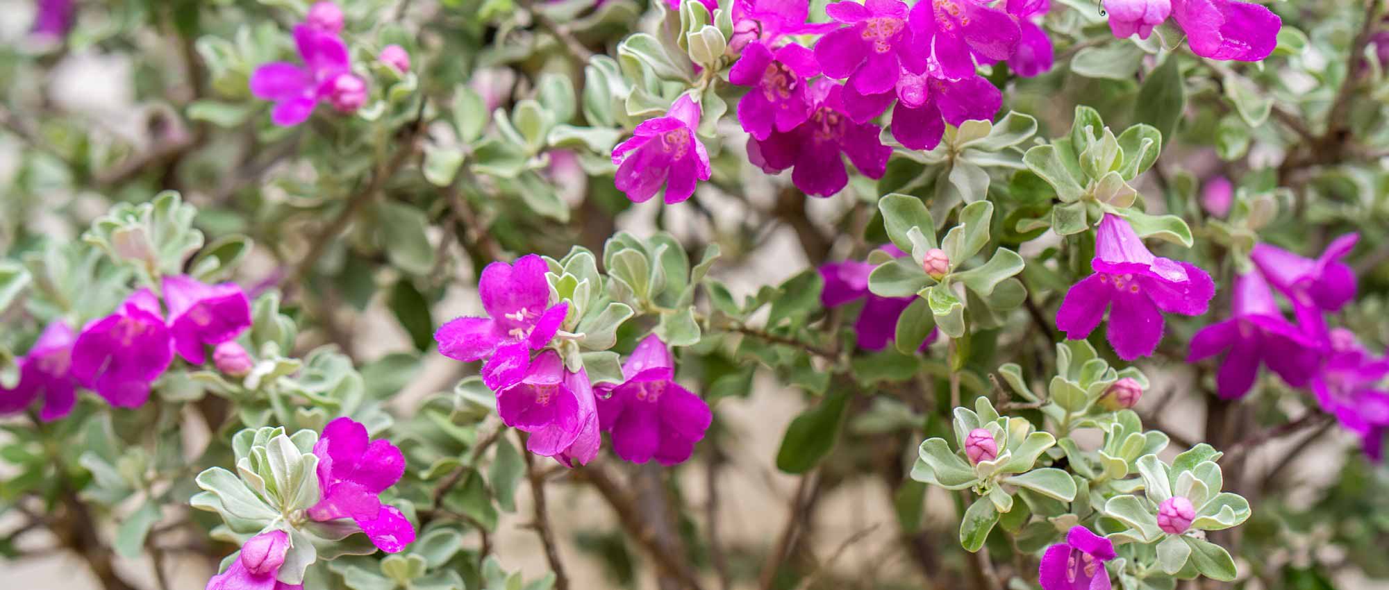 Leucophyllum: plantar, cultivar y cuidar